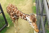 京都市動物園へ行ってきた!