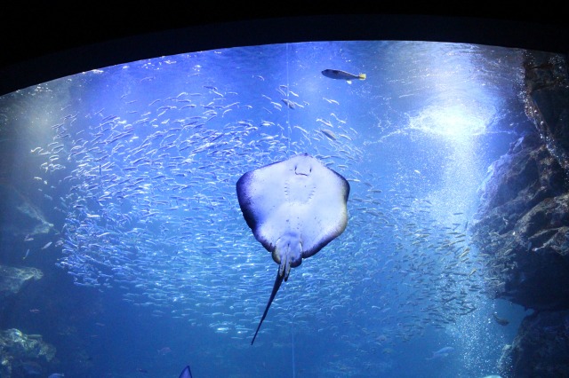 京都水族館