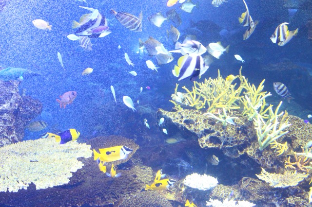 京都水族館