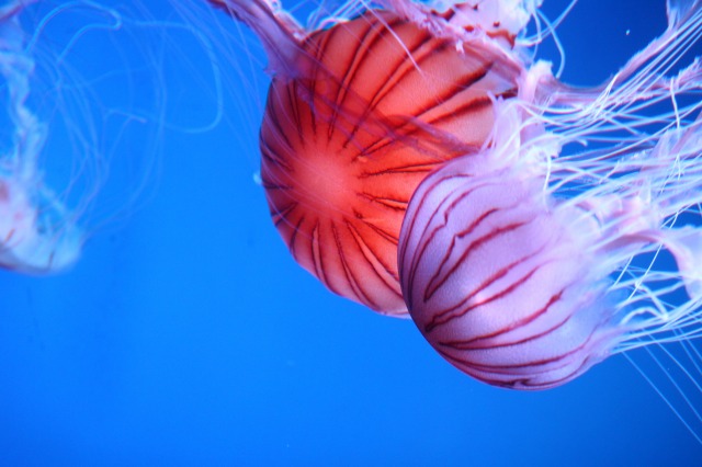 京都水族館