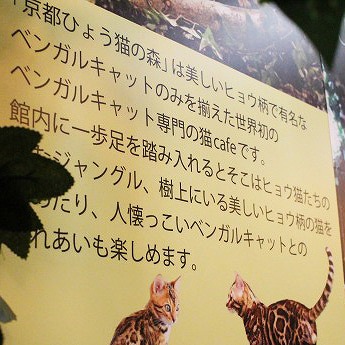 京都ひょう猫の森