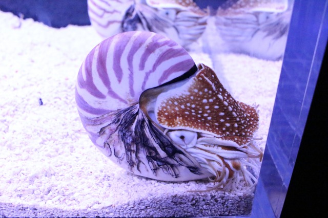 京都水族館