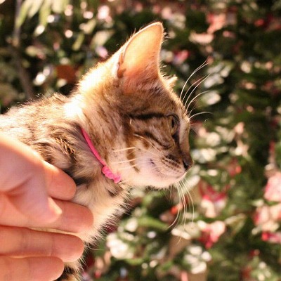 京都ひょう猫の森