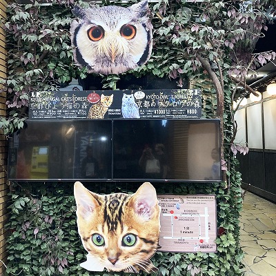 京都ひょう猫の森